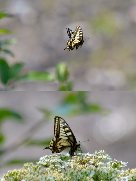サハリンのキアゲハ