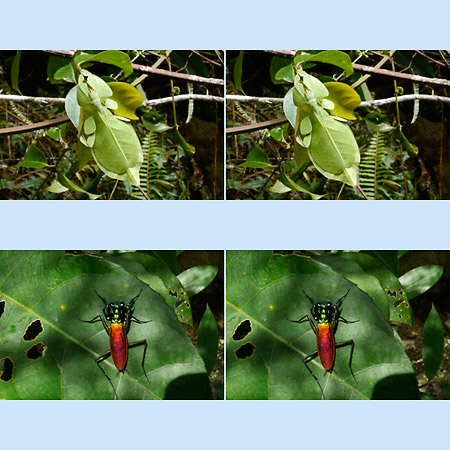 コノハムシとケンランカマキリ(3D写真）