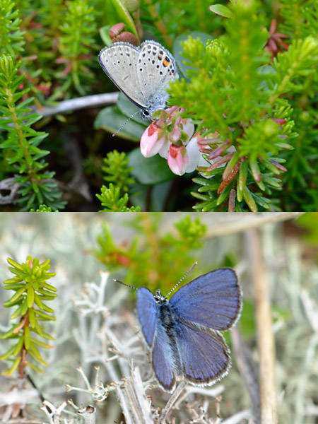 植物保護区（カラフトルリシジミ）