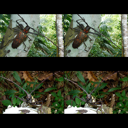 ダビデスシロスジカミキリ(3D写真）