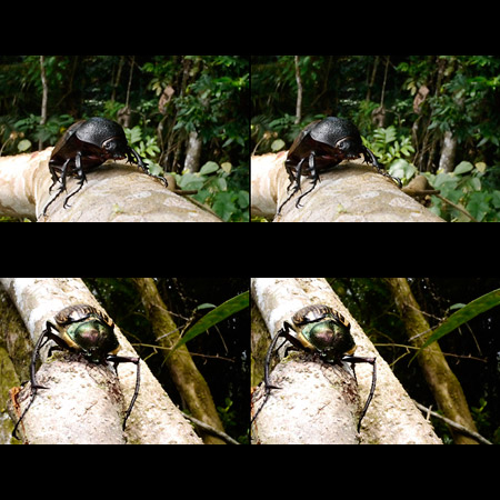 コーカサスオオカブトとマレーテナガコガネ(3D写真）