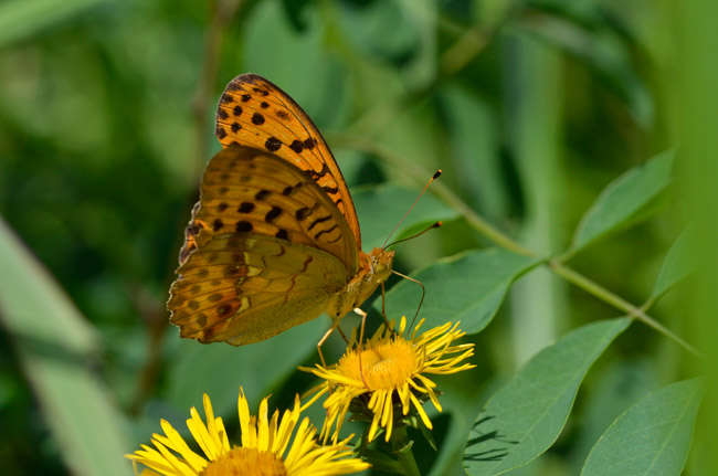 カセンソウとウラギンスジヒョウモン