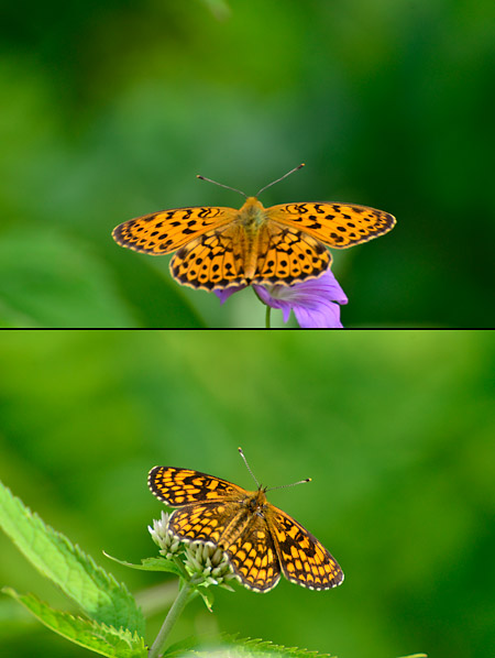 コヒョウモンモドキとコヒョウモン