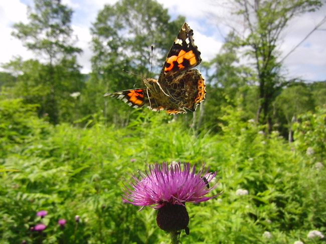 アカタテハの飛翔