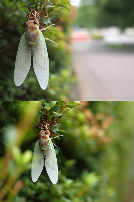 羽化したアブラゼミ（M.ZUIKO DIGITAL ED 12mm F2）