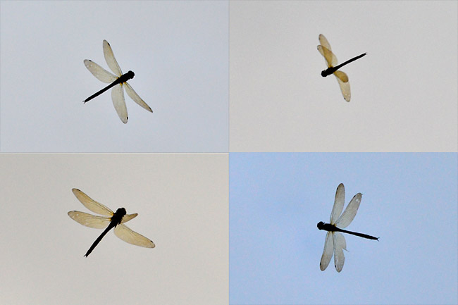 ヤブヤンマの飛翔をAFで