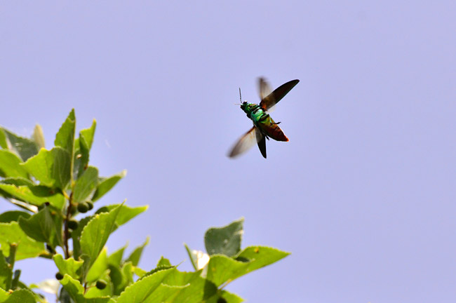 ヤマトタマムシの飛翔