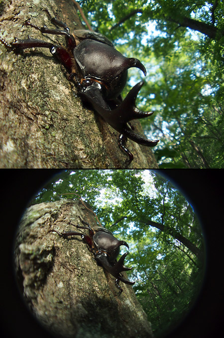 E-P3のデジタルテレコンとFL-300R