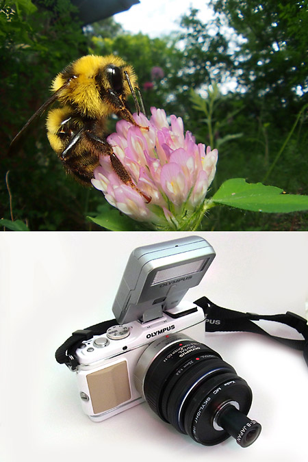 FL-300Rと魚露目8号でマルハナバチを撮る
