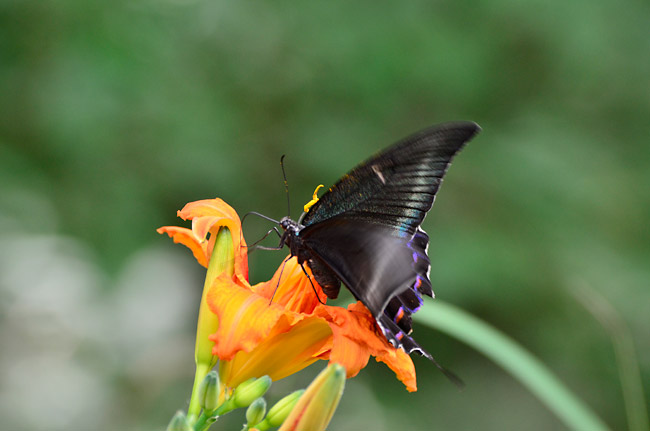 庭のミヤマカラスアゲハ