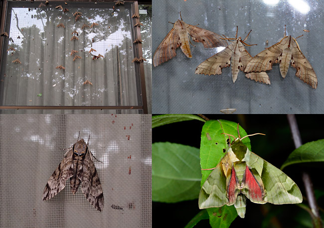 スズメガ