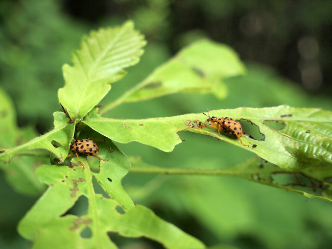 羽化したゴマダラオトシブミ