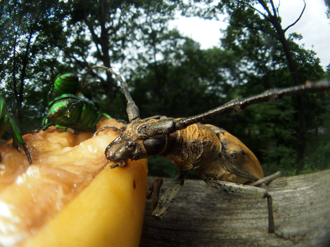 ミヤマカミキリ