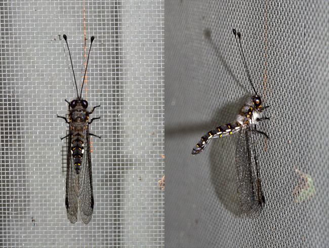 オオツノトンボ