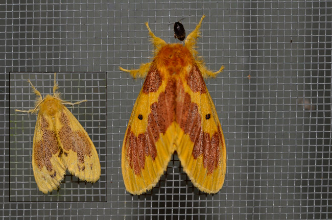 フタホシドクガ