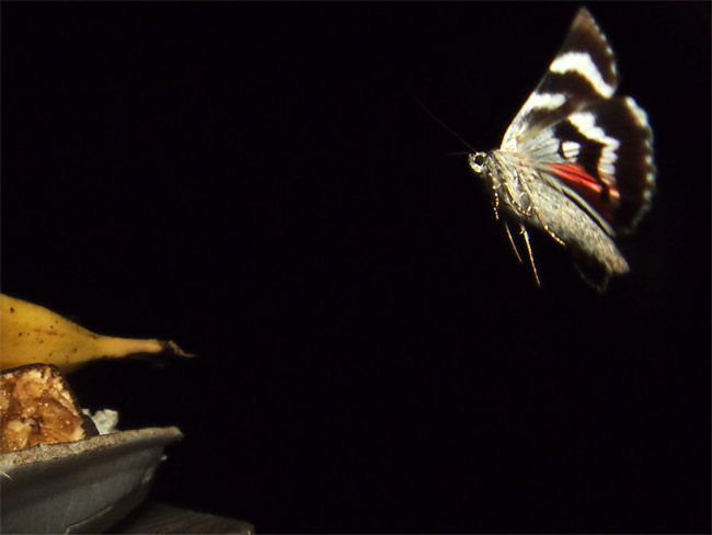 オニベニシタバ