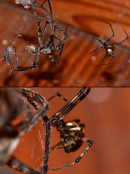 恐るべきオオヒメグモ