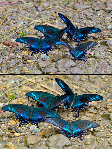 ミヤマカラスアゲハの色 