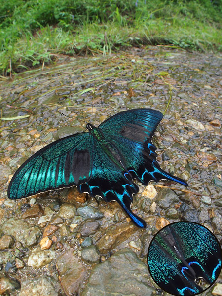 ミヤマカラスアゲハのおしっこ