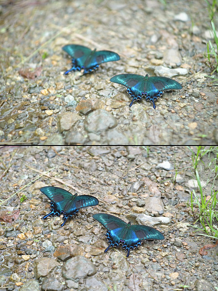 ズミルックス50mm1.4　ミヤマカラスアゲハ