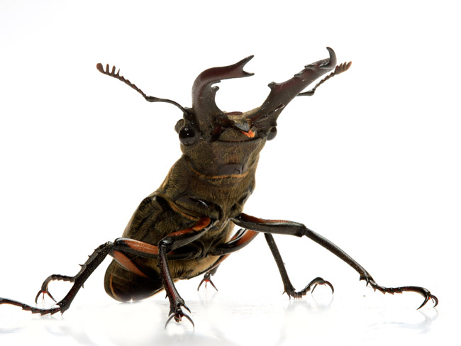 ミヤマクワガタ