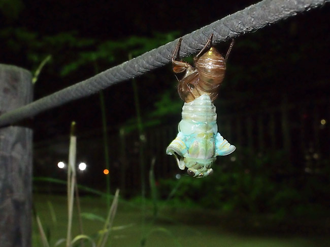 羽化するミンミンゼミ