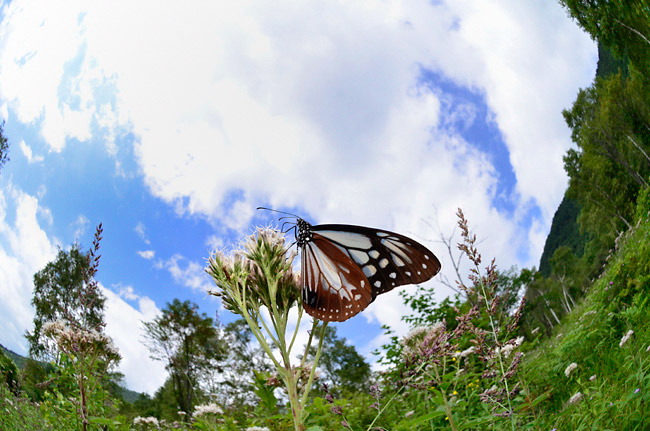 小諸日記毎日更新12周年