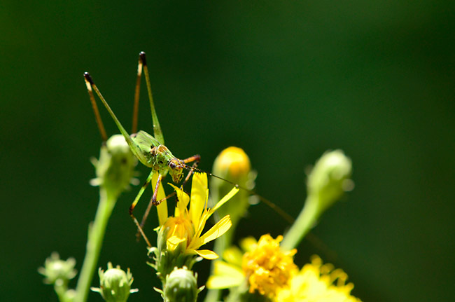 コウゾリナにアシグロツユムシの幼虫