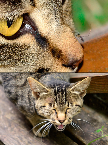 ネコの血を吸う蚊