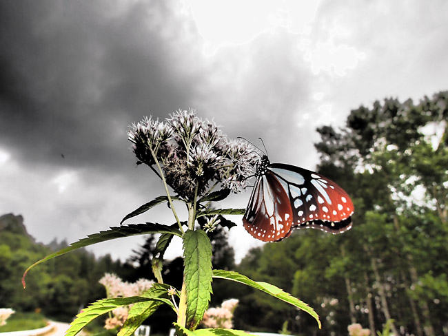 アサギマダラをドラマチックトーンで