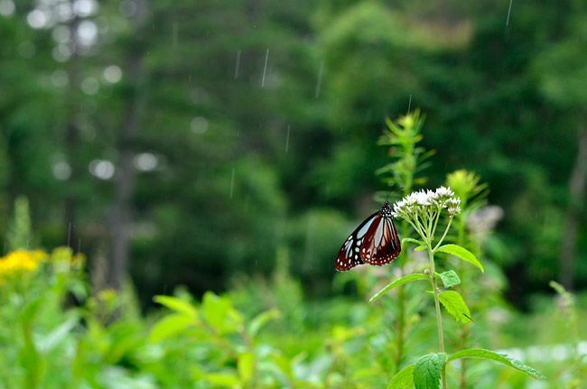 雨の中のアサギマダラ