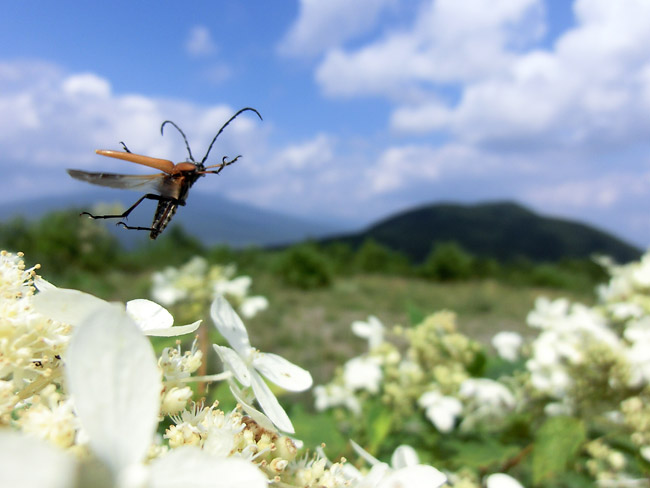アカハナカミキリ