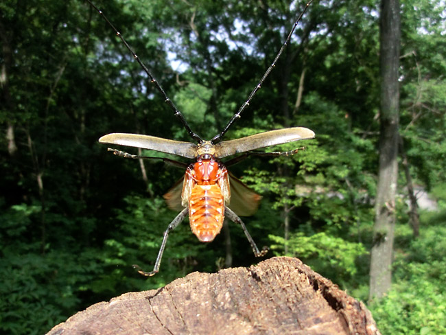 ミヤマカミキリの飛翔