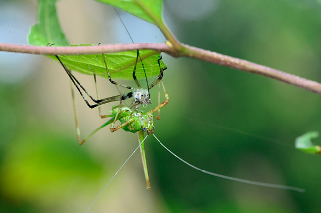 アシグロツユムシの脱皮