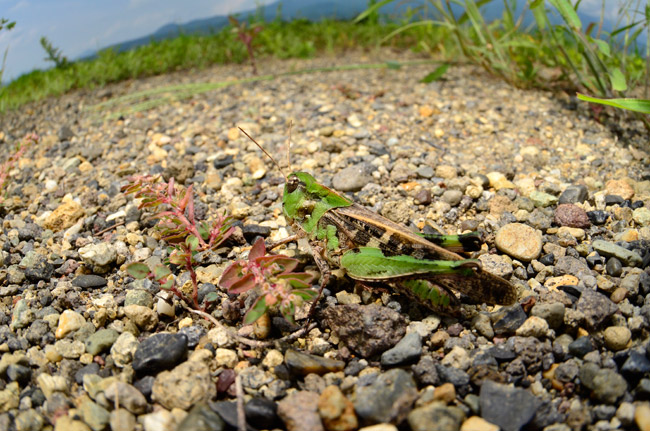 クルマバッタモドキ