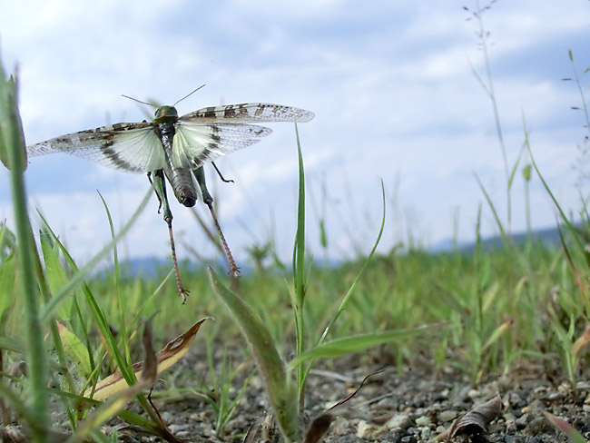 クルマバッタモドキのジャンプ