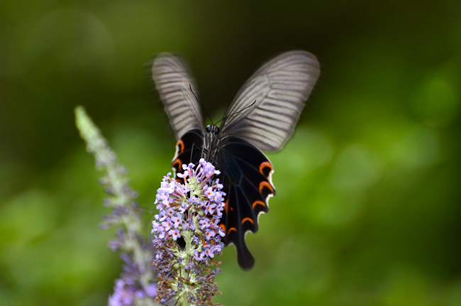 クロアゲハのメス