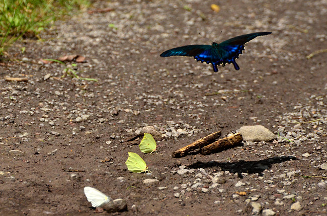 スジボソヤマキチョウ