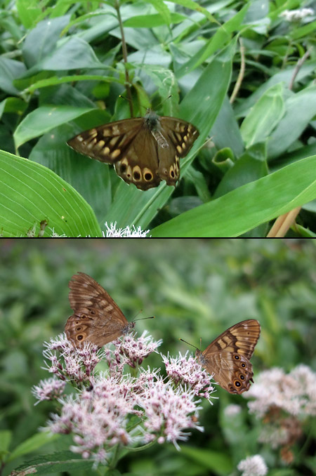 ヒメキマダラヒカゲ