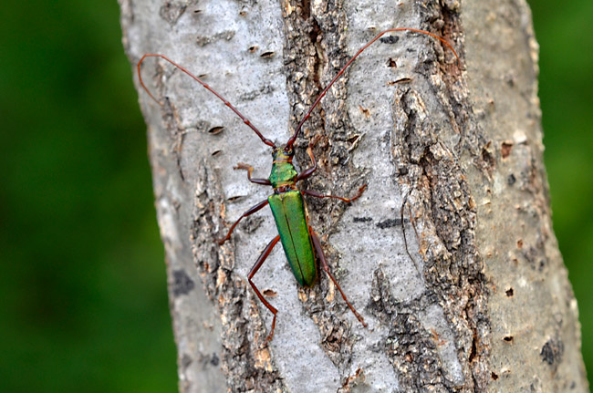 アカアシオオアオカミキリ