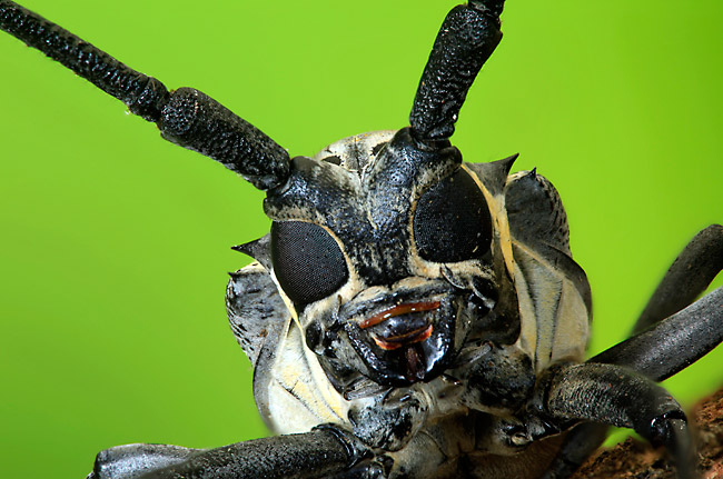 シロスジカミキリ