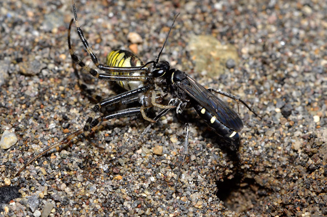 オオシロフベッコウ