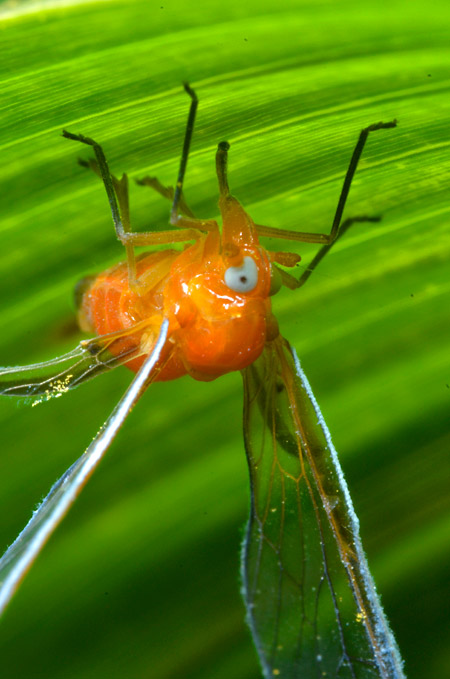アカハネナガウンカ