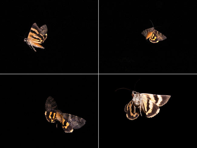 キシタバの飛翔