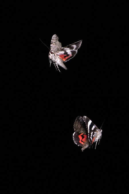 ベニシタバとオニベニシタバの飛翔