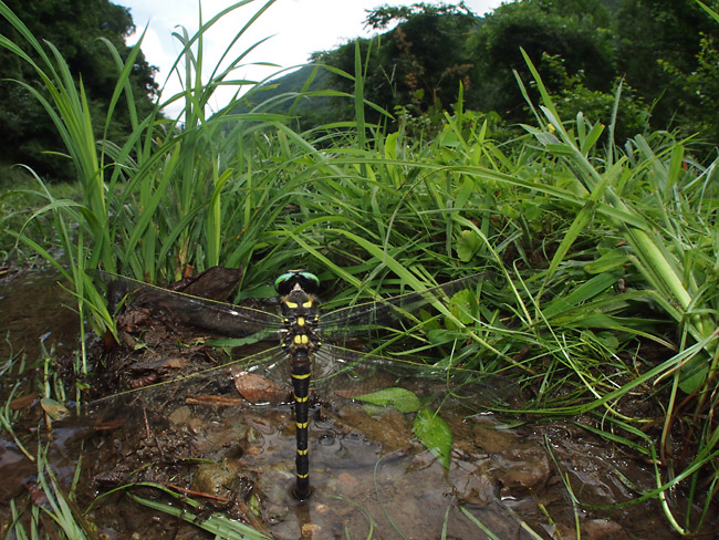 オニヤンマの産卵