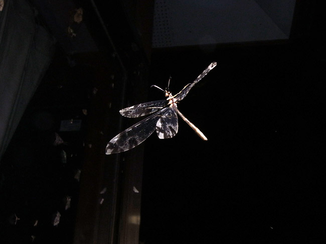 コマダラウスバカゲロウの飛翔