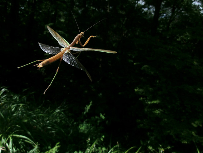 オオカマキリの飛翔