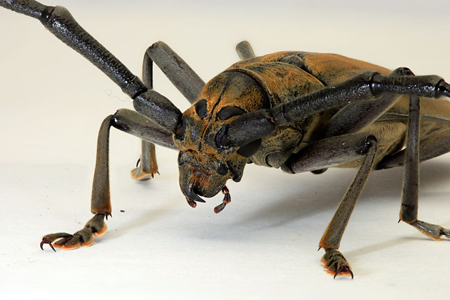 ミヤマカミキリ