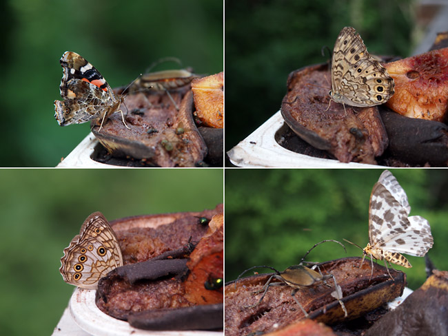 バナナに来たチョウ